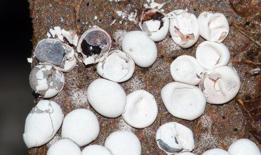 Non nivicolous Diderma